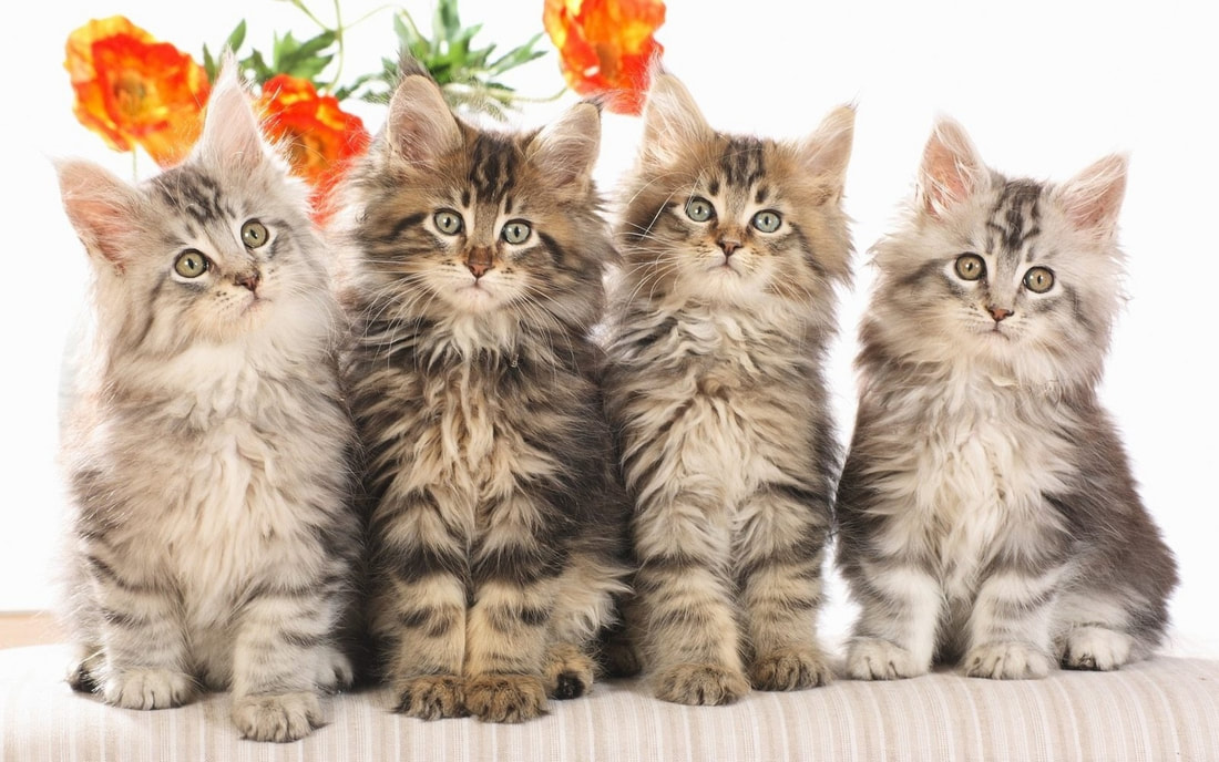 Wildflower Mobile Vet Cute kittens